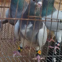 نر خرقه دمگیر دمپاک سر روس