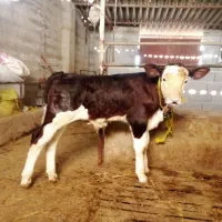 گوساله نر سیمنتال