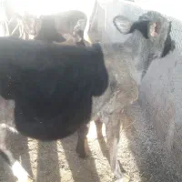 گوساله ماده نژاد جرسی|حیوانات مزرعه|مرودشت, ثبت احوال|دیوار