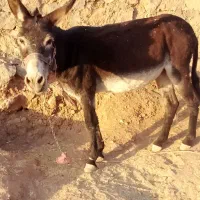 خر ماده|حیوانات مزرعه|الشتر, |دیوار