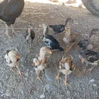 جوجه لاری