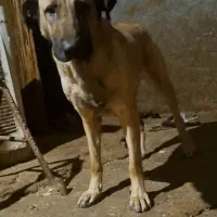 واگذاری ماده سرابی یازده ماهه