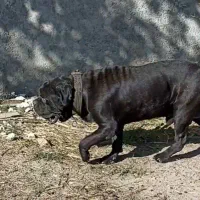 سگ کنکورسو.ماستیف ایتالیایی