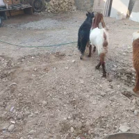 دوتا بز|حیوانات مزرعه|اهواز, کوی مندلی(سه راه خرمشهر)|دیوار