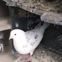 کبوتر فروشی