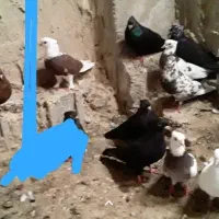 کبوتر پرشی|پرنده|کاکی, |دیوار