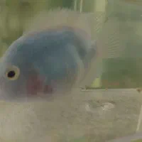 ماهی پرت  آبی