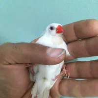 فروش فنچ|پرنده|فولادشهر, B5|دیوار