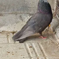 نر و ماده سرکه ای عتیقه|پرنده|فارسان, |دیوار