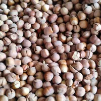 فندوق و بادام|خوردنی و آشامیدنی|ساری, |دیوار