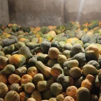 کدو|خوردنی و آشامیدنی|تهران, صفا|دیوار