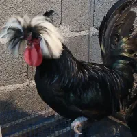 مرغ و خروس لهستانی