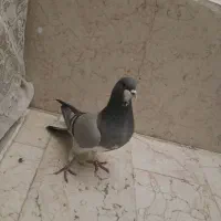 ماده دمگیر خرقه کیپ