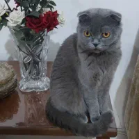 اسکاتیش ماده|گربه|گرگان, |دیوار