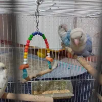 جفت کوتوله مرغ عشق و عروس