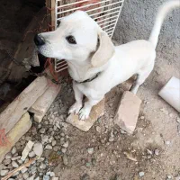 سگ پاپی سالم سلامت دهن پاک ۲تومان|سگ|جوادآباد, |دیوار