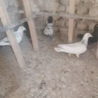 کبوتر گرفتنی