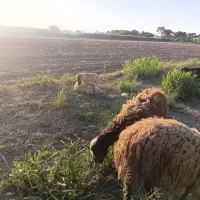 فروش بره پرواری تک عمده