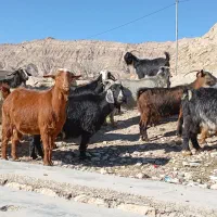 بز آبستن داشتی|حیوانات مزرعه|ملکشاهی, |دیوار