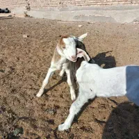 بزغاله نر و ماده|حیوانات مزرعه|سبزوار, قصبه شرقی|دیوار