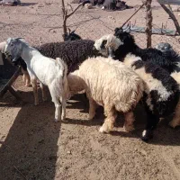 بره و کهره میش بز قوچ نر ماده ام قصابی|حیوانات مزرعه|شیراز, احمدی جنوبی|دیوار