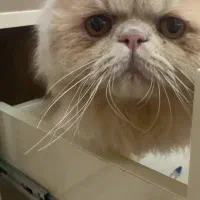 گربه پرشین|گربه|تبریز, |دیوار