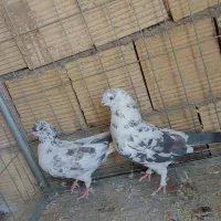 کفتر پرشی و قیمت مناسب|پرنده|اردکان, |دیوار