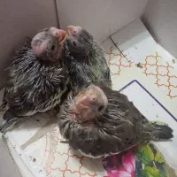 جوجه ۴۰ روزه