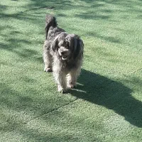 پانسیون سگ و گربه VIP