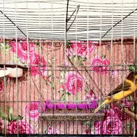 قناری پرتقالی ابلغ قواره داررنگ طبیعی|پرنده|صباشهر, |دیوار