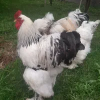 تخم مرغ برهما