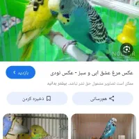 سلام فروش دو عدد مرغ عشق رنگ آبی و سبز خشگل سرحال