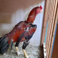 لاری اصیل