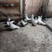 ۱۱عدد کبوتر