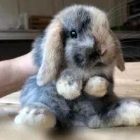 پانسیون نگهداری فروش لوپ مینیاتور جیبی خرگوش|موش و خرگوش|اصفهان, بهاران|دیوار