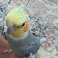 عروس هلندی نر