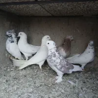 سرور خال پیس هما|پرنده|قم, زاویه|دیوار