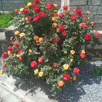 جویای کار جوشکاری در کردستان عراق هستم..