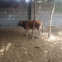 جلب برای فروش چاق دوسال به بالا است