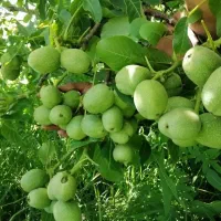 فروش انواع گردو خوشه و نیمه خوشه ای غرب نهال|خدمات باغبانی و درختکاری|قصرشیرین, |دیوار