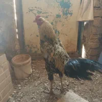 خروس دورگه