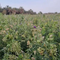 بذر یونجه گرمسیری اصلی