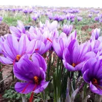 زعفران نگین خراسان صادراتی|خوردنی و آشامیدنی|کرج, شهرک بنفشه|دیوار