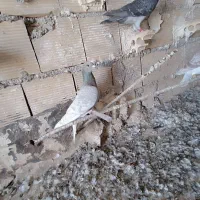 کبوتر پلاکی نژاد دلبر|پرنده|شبانکاره, |دیوار