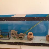 اکواریم وسایل|ماهی|قنوات, |دیوار