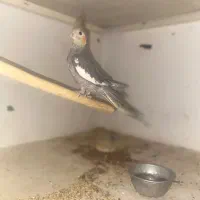 عروس هلندی هر دو رام رام عکس اخر سررلاکی