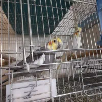 مولد صد درصد تضمینی رام و سخنگو|پرنده|پردیس, فاز ۱۱|دیوار