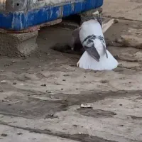 شامی دمسفید