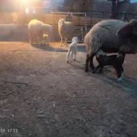 میش بره دار و آبستن گلون گرم|حیوانات مزرعه|شیراز, شهرک والفجر|دیوار