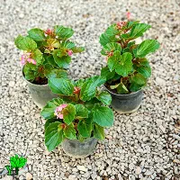 بگونیا عروس شمعدونی